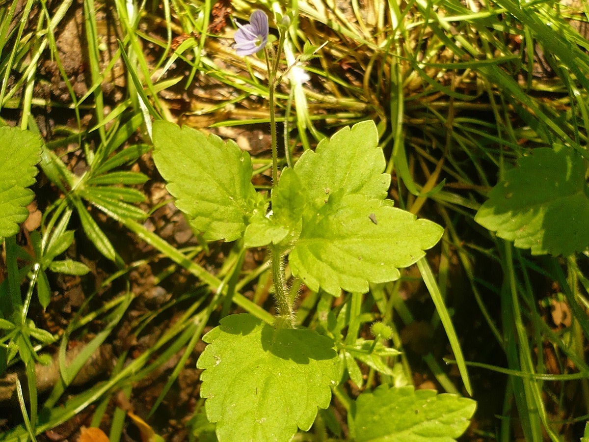 Veronica montana (Plantaginaceae)